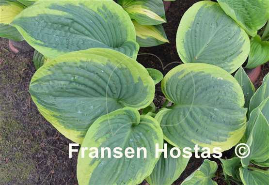 Hosta Pie a la Mode